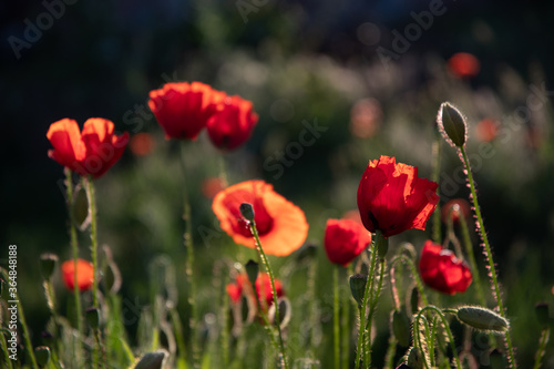 Poppies in the garden at dawn in the sunlight.