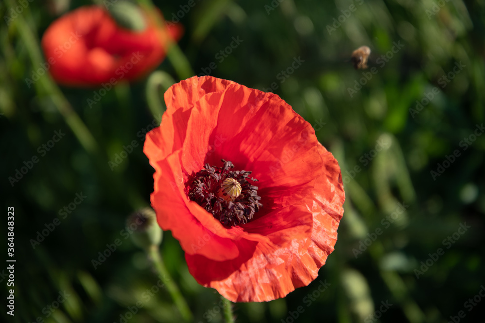 One red poppy flower in the garden at sunrise, in the sunlight on a background of meadow grass.