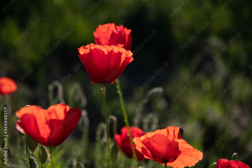 Red poppies in the meadow sunny day in the park.