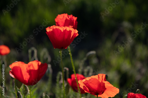 Red poppies in the meadow sunny day in the park.