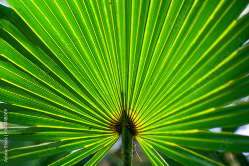 Palm Leaf   Digital Image Print   Green   Tropical   Cumberland Island   Georgia   Instant Download   Nature Photography   Wall Art