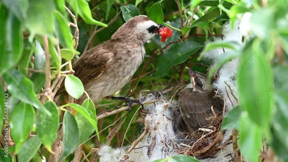 10 day old of baby birds in a nest of yellow-vented bulbul (Pycnonotus goiavier), or eastern yellow-vented bulbul, is a member of the bulbul family of passerine birds in nature at Thailand 10 day old of baby birds in a nest of yellow-vented bulbul (Pycnonotus goiavier), or eastern yellow-vented bulbul, is a member of the bulbul family of passerine birds in nature at Thailand