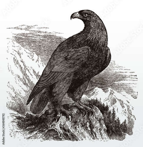 Golden eagle aquila chrysaetos in side view sitting on rock in montaineaous landscape and looking backwards, after antique illustration from 19th century