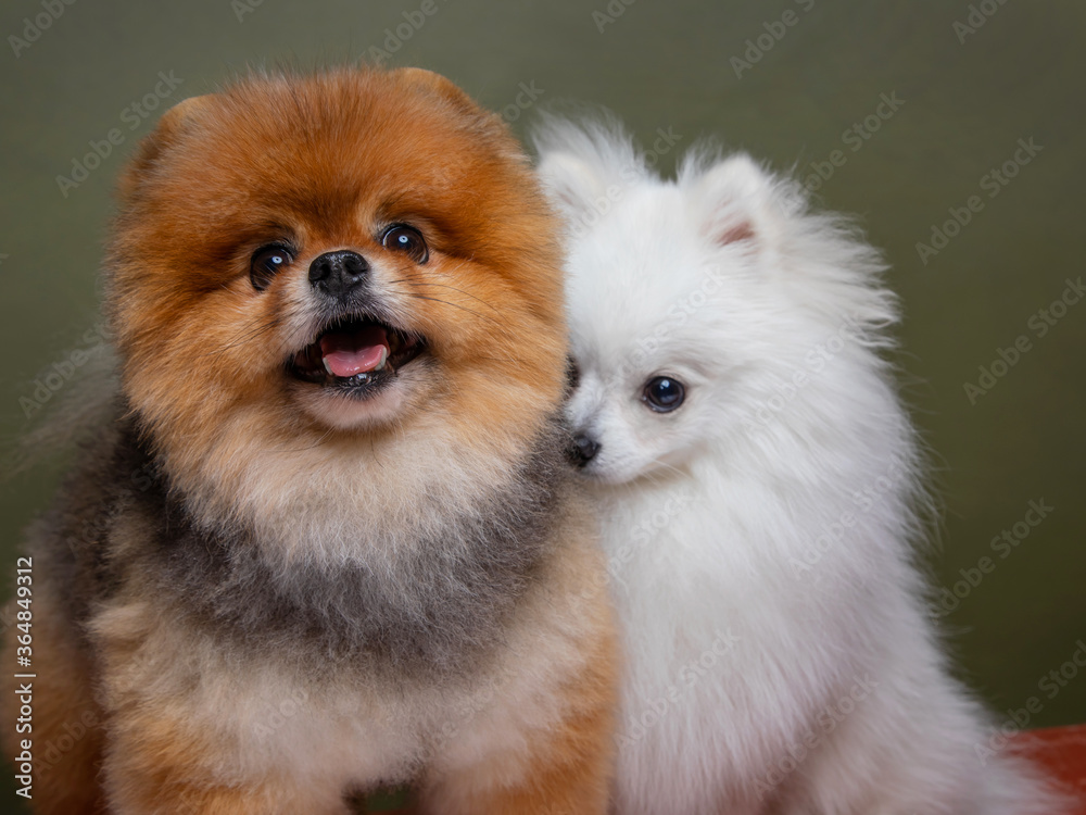 Two funny dogs, white spitz and red spitz