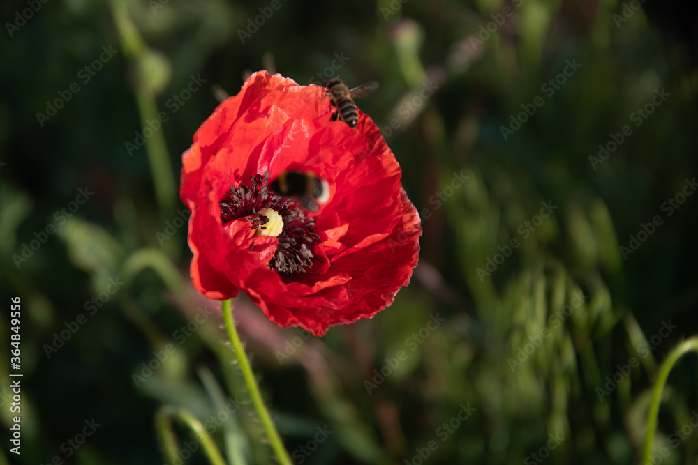 One red poppy flower and an insect in the garden on a sunny summer day. One red poppy flower and an insect in the garden on a sunny summer day.