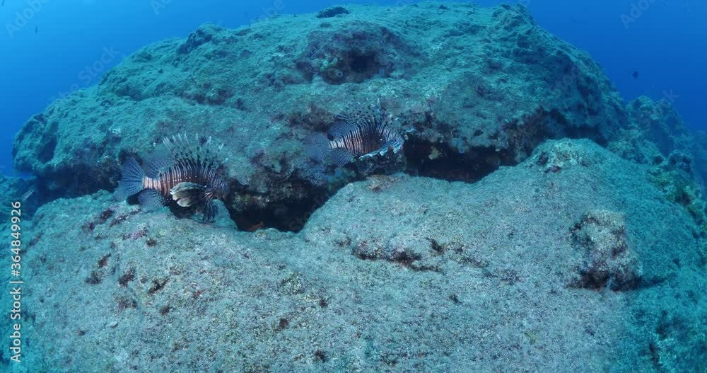 lionfish in Mediterranean sea lion fish underwater invasive fish ocean scenery lionfish in Mediterranean sea lion fish underwater invasive fish ocean scenery