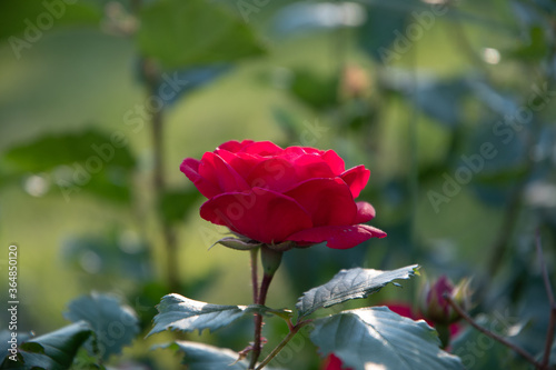 Fototapeta Naklejka Na Ścianę i Meble -  Red rose in the garden on a summer morning at dawn.