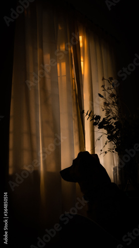 Dog looking in the window at sunset.