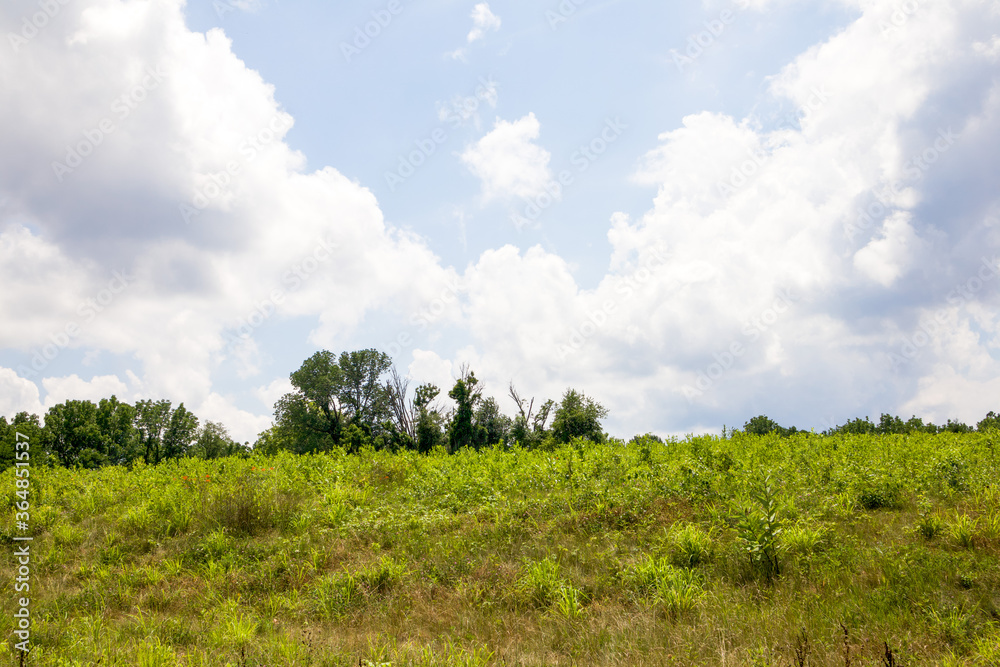 Fototapeta premium green field and blue sky