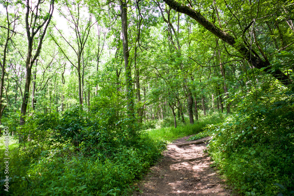 path in the woods