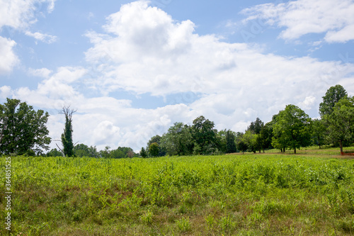 landscape with trees and clouds