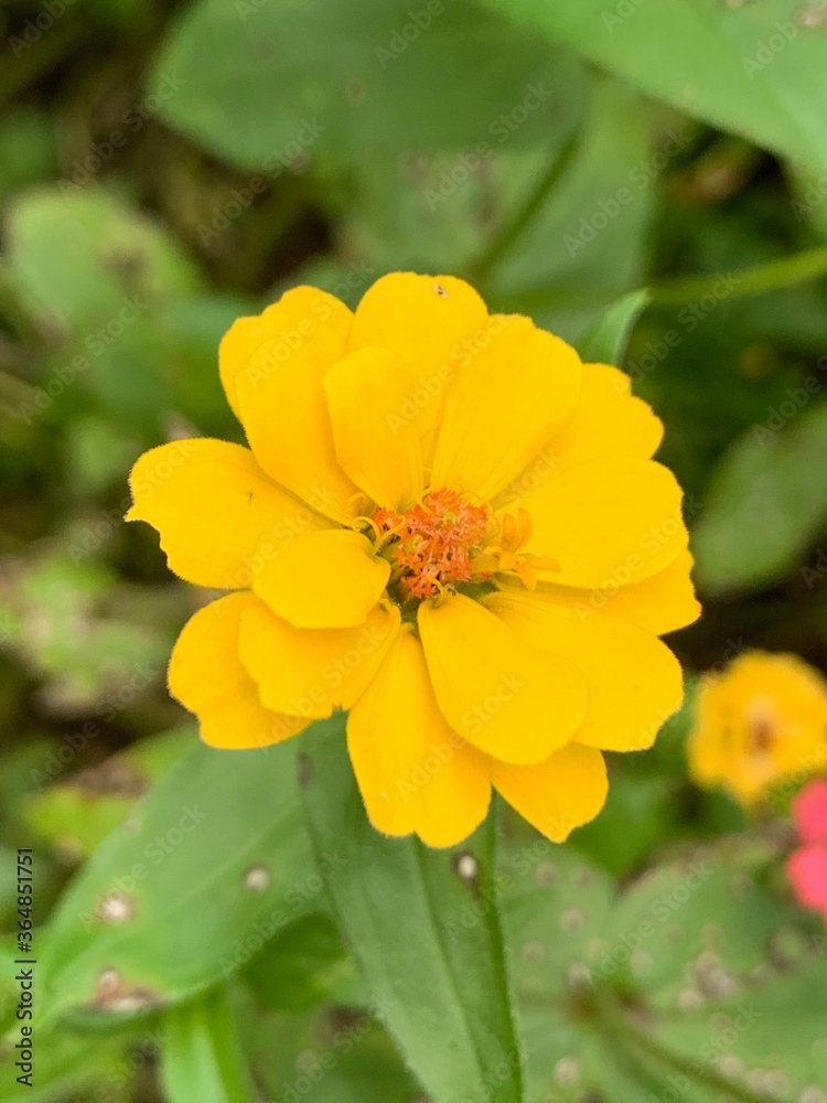 bee on flower bee on flower