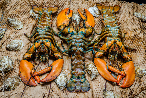 Lobster in the fishing net 
