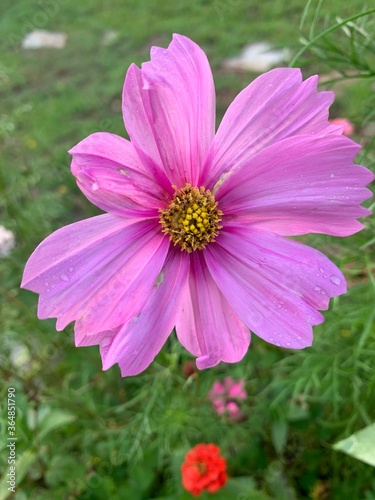 pink cosmos flower