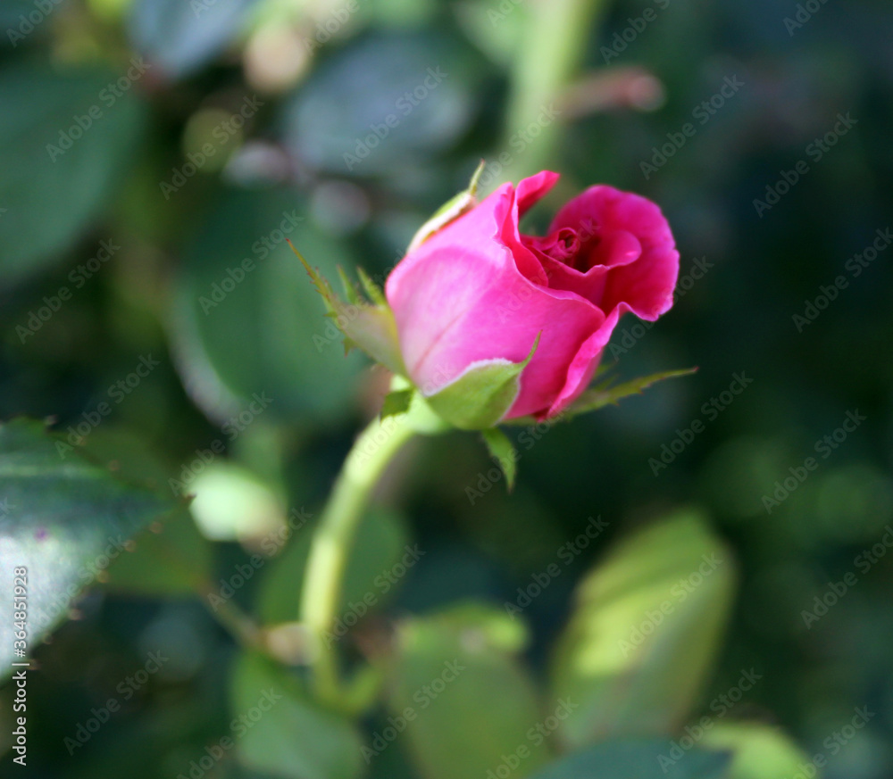 pink rose in garden