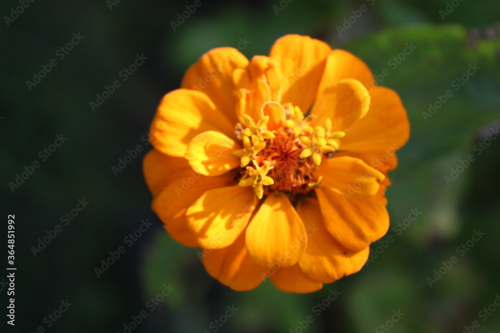 orange flower in the garden orange flower in the garden