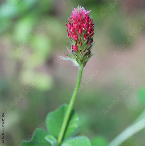 purple thistle flower