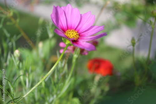 pink cosmos flower