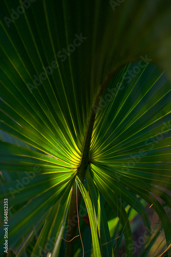 Palm Leaf   Digital Image Print   Green   Tropical   Cumberland Island   Georgia   Instant Download   Nature Photography   Wall Art