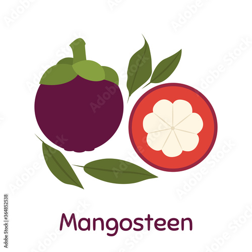 Mangosteen Fruit. Vector Illustration EPS