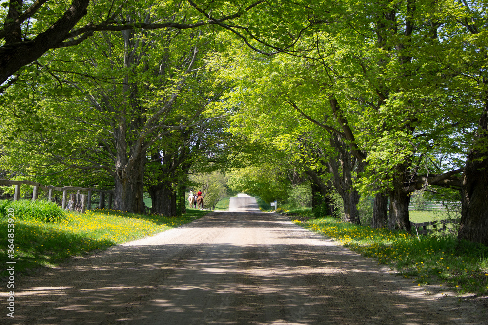 Obraz premium country road through trees
