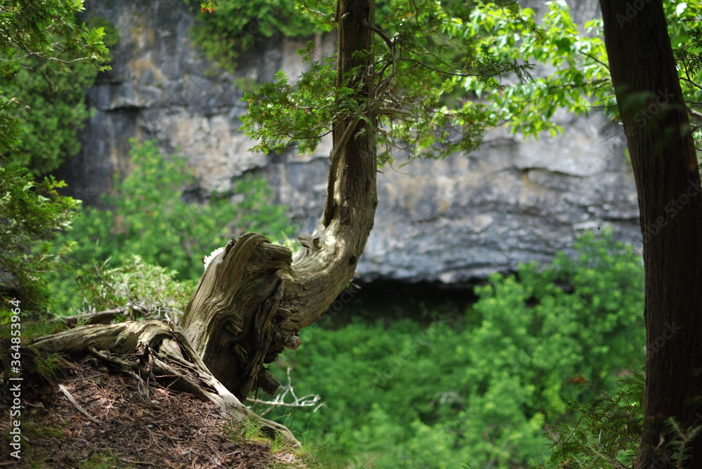 old tree above the rock