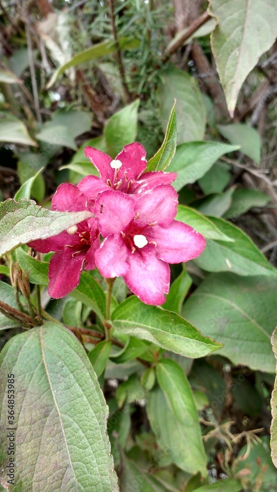 flor morada en el campo
