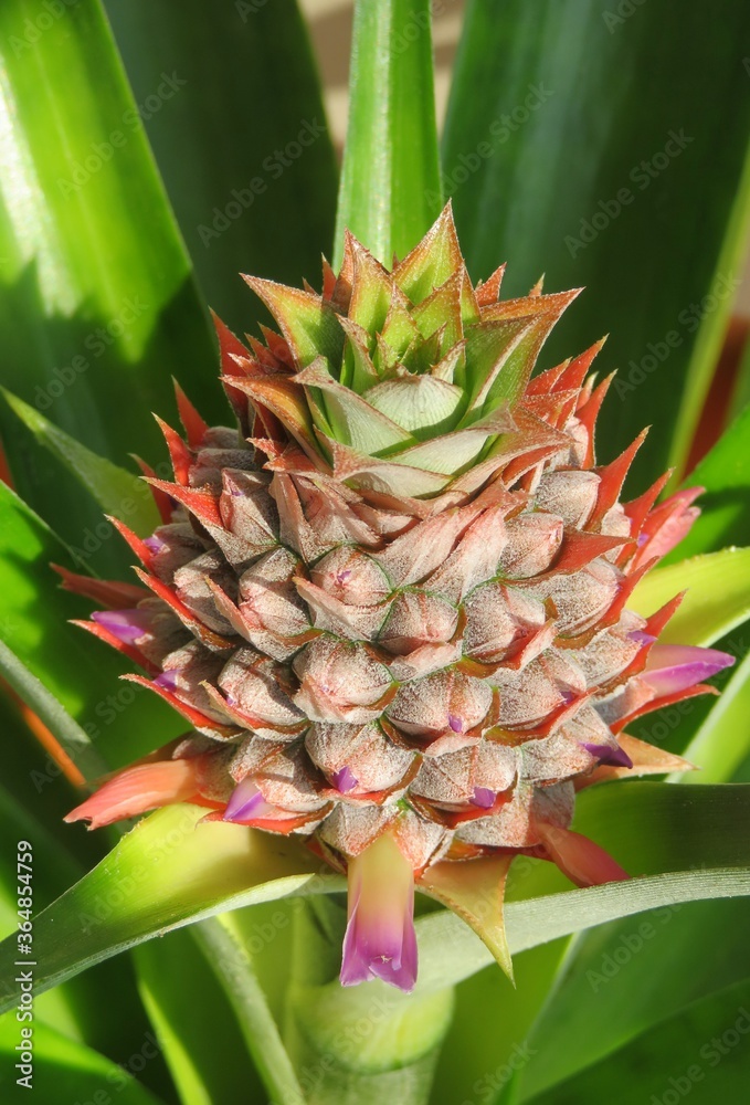 Beautiful tropical pineapple flower, closeup Beautiful tropical pineapple flower, closeup