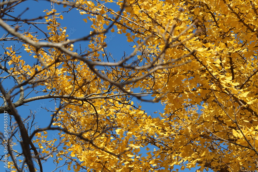 Ginkgo leaves against clear blue sky in autumn, South Korea Ginkgo leaves against clear blue sky in autumn, South Korea