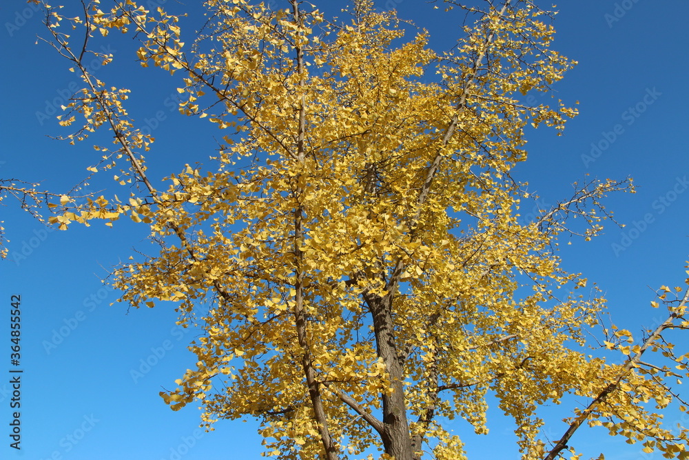 Ginkgo leaves against clear blue sky in autumn, South Korea Ginkgo leaves against clear blue sky in autumn, South Korea