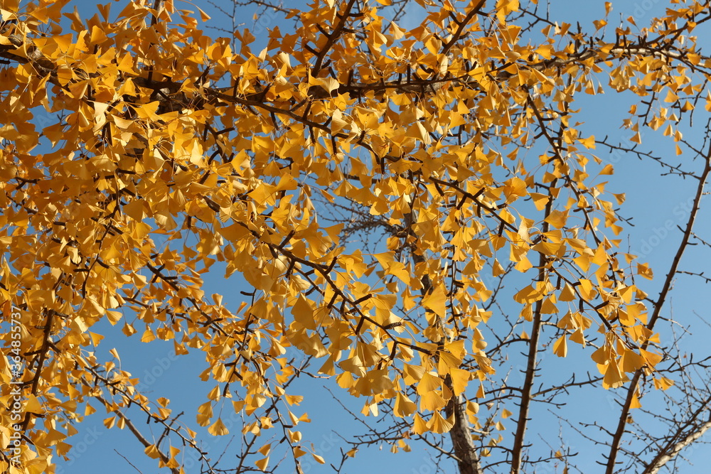 Ginkgo leaves against clear blue sky in autumn, South Korea