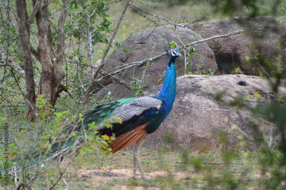 The colourful peacock in the forest. The colourful peacock in the forest.