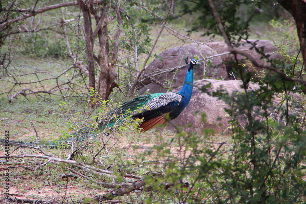 Fototapeta premium peacock in the jungle