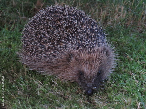 hedgehog in the garden