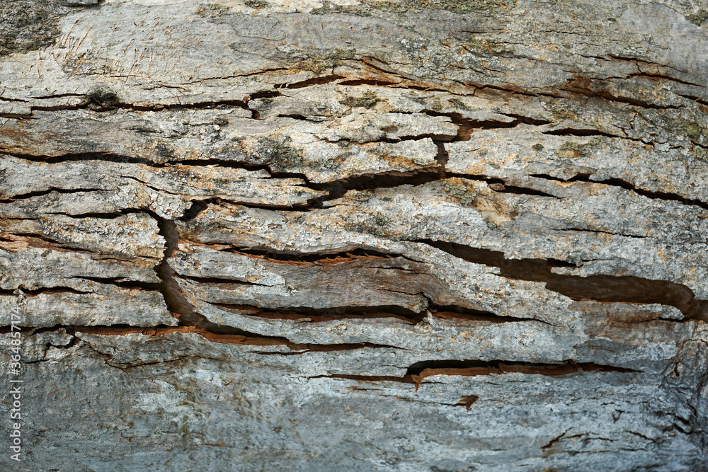 Tree bark texture: a pattern of deep cracks in the rough trunk of an old eucalyptus tree. Tree bark texture: a pattern of deep cracks in the rough trunk of an old eucalyptus tree.