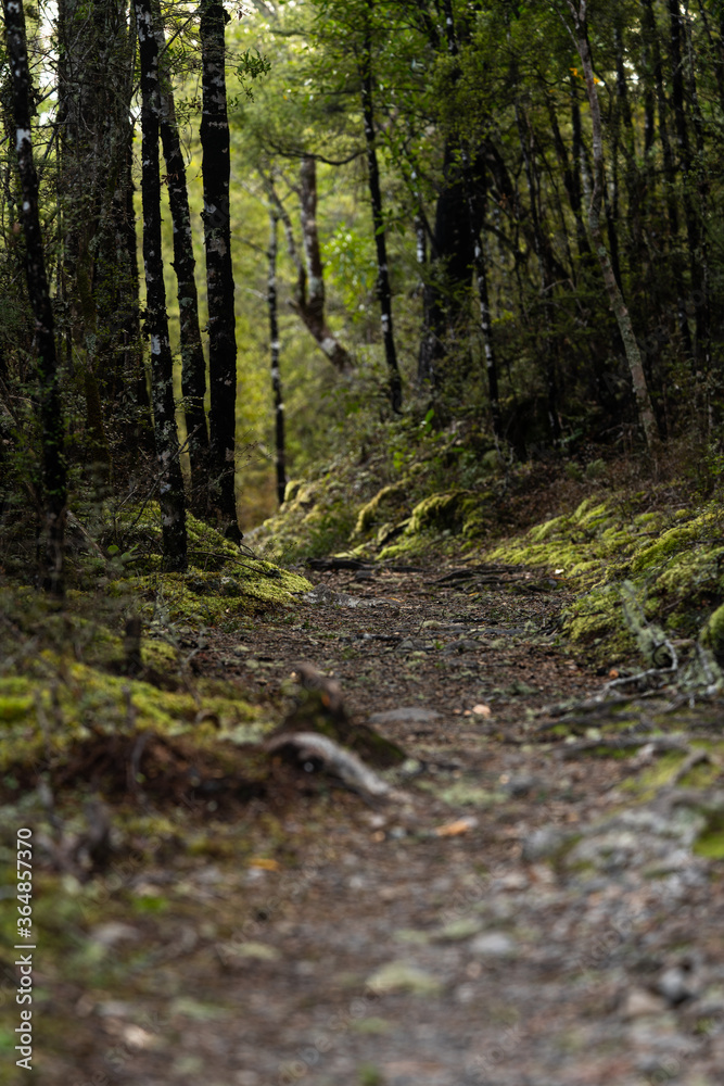 A moss covered walking trail in Saint Arnaud Nelson Lakes in the South Island of New Zealand A moss covered walking trail in Saint Arnaud Nelson Lakes in the South Island of New Zealand