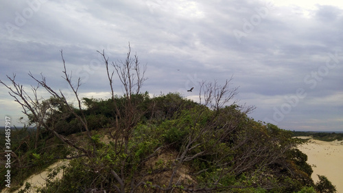 vultures on the dune