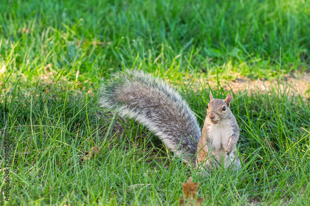 Eastern gray squirrel eating on the lawn.Portland.Maine.USA Eastern gray squirrel eating on the lawn.Portland.Maine.USA