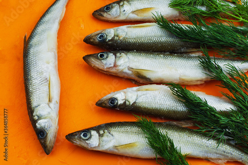 Raw fish with dill on an orange background, navaga fish, navaga. photo