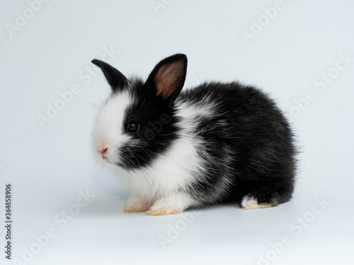 Close up of black and white rabbit animal small banny easter is sitting and funny happy animal have white isolated background copy space 