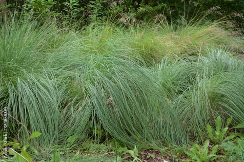 Muhlenbergia is a Poaceae evergreen prennial plant. photo