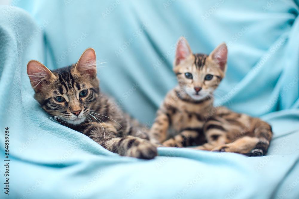 Little charcoal and gold bengal kittens laying on the blue background.