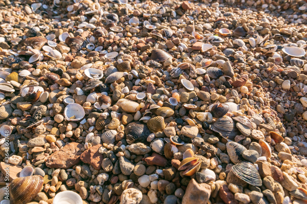 Muschelstrand am Rhein mit viel Kies Muschelstrand am Rhein mit viel Kies