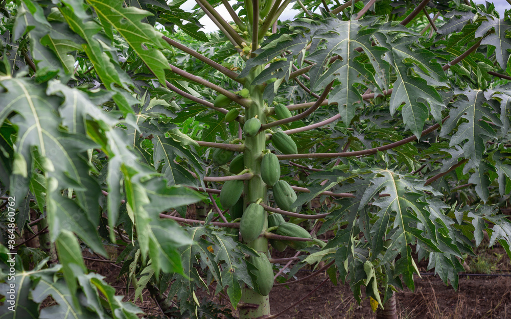 Obraz premium Photograph of a papaya crop with fruits and green leaves.