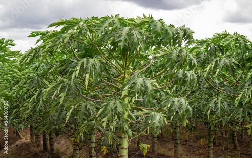 Photograph of a papaya crop with fruits and green leaves.