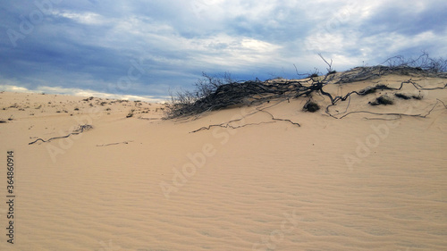 dead tree in the sand