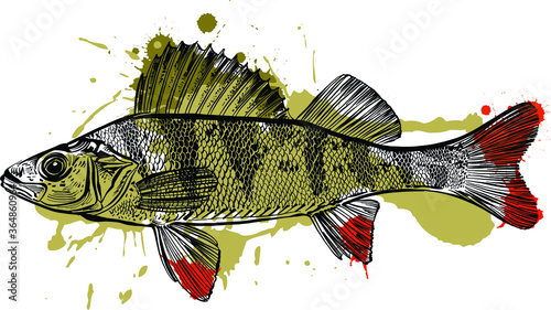 fish on a white