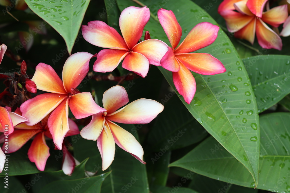 Frangipani flower blooming on green leaves branches hanging on tree in the garden. Frangipani flower blooming on green leaves branches hanging on tree in the garden.