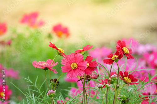 Colorful cosmos flowers in the garden.