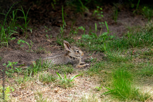 Young wild rabbit on pasture © karel